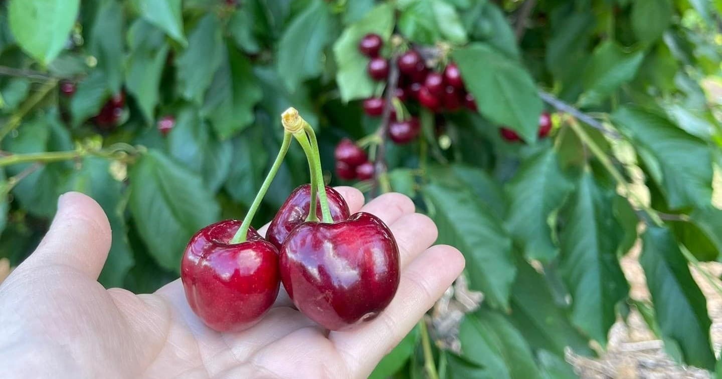Pick Your Own Cherries at NSW’s Largest Cherry Farm: A Sweet Outdoor Adventure
