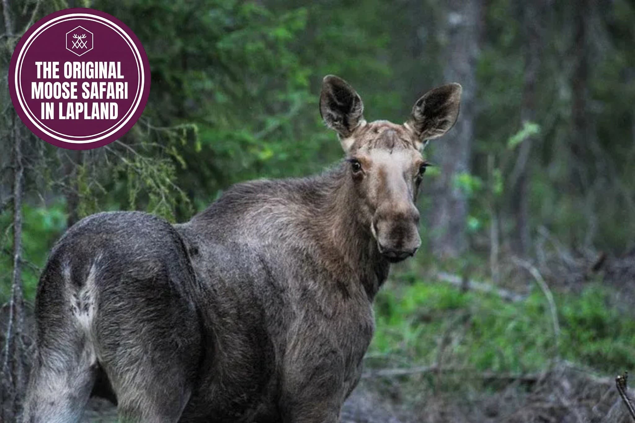 Evening moose safari near Rovaniemi: spot Lapland's quiet giants photo 1