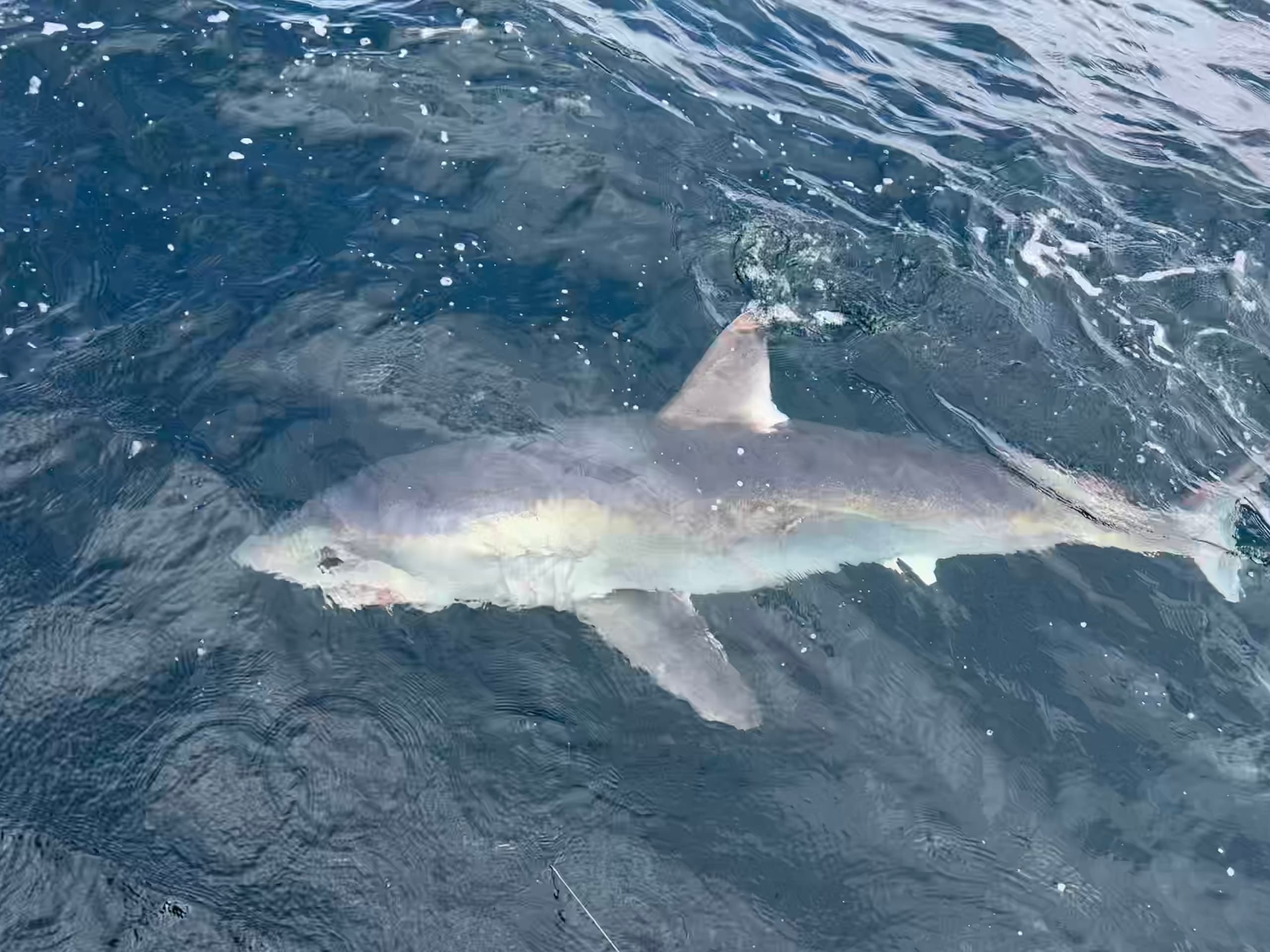 Shark swimming alongside boat in Pembrokeshire coastal waters
