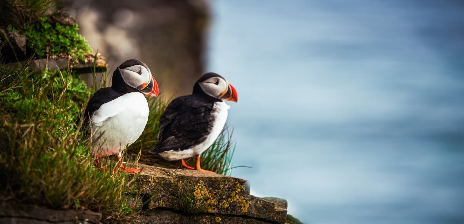 Water Activities: Skomer Island Boat Trip with Aquaphobia