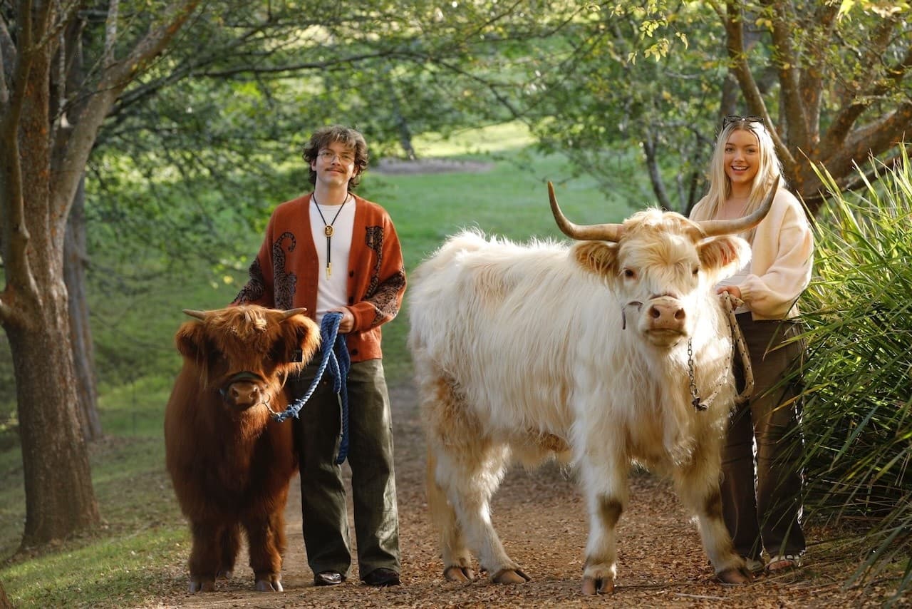 Highland Cow Photoshoot Near Blue Mountains: Deluxe Paddock Experience in Grose Vale photo 1