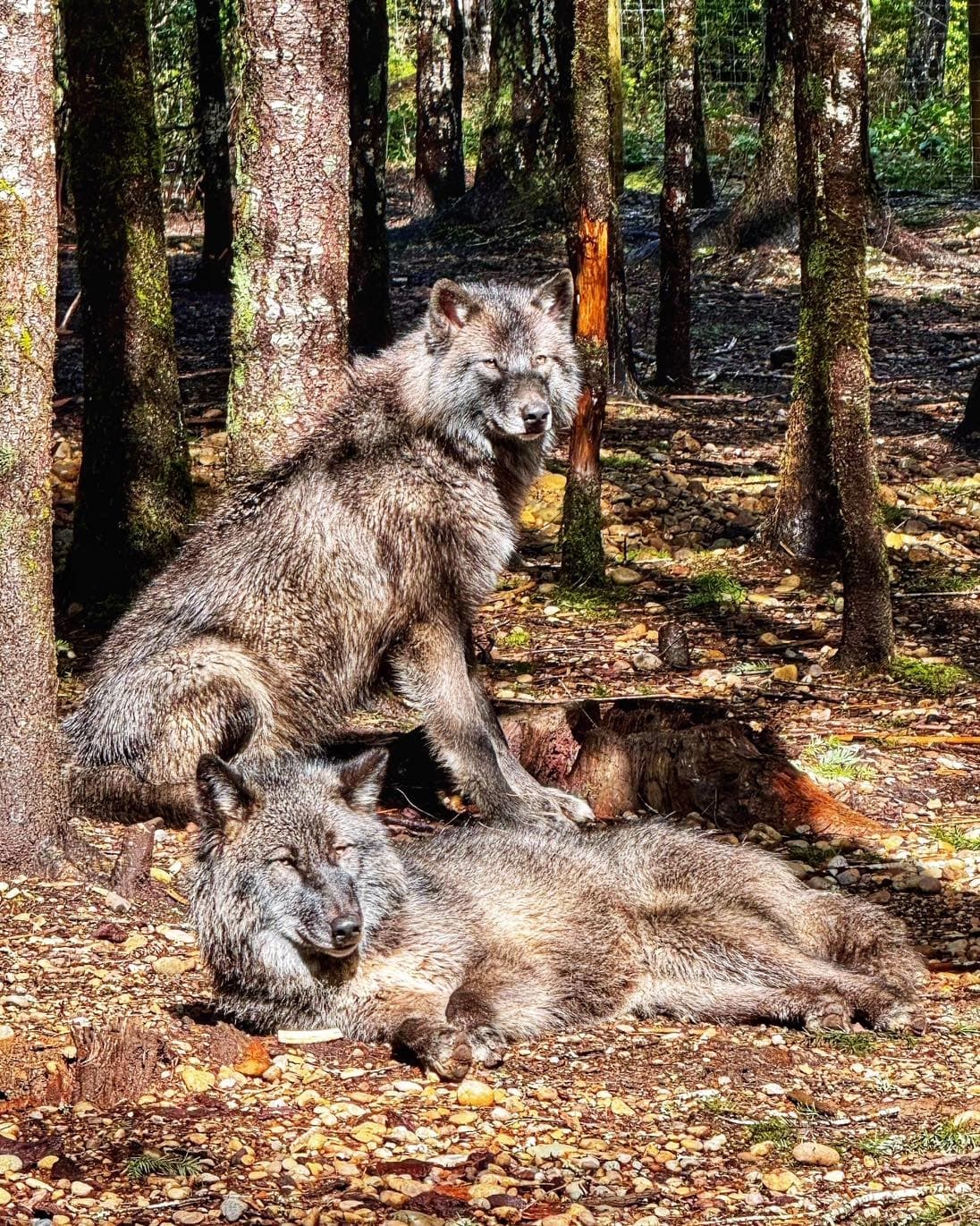 Wildlife & Education with Roam Wolfdog Sanctuary