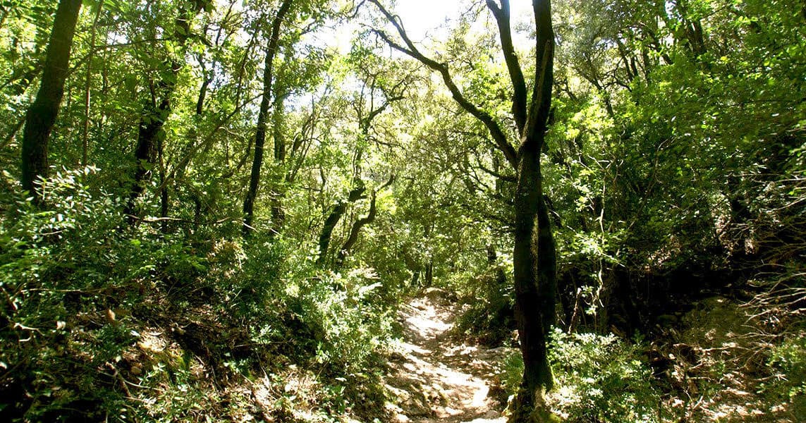 Nature Hike & Scenic Views at Barcelona's Collserola Park