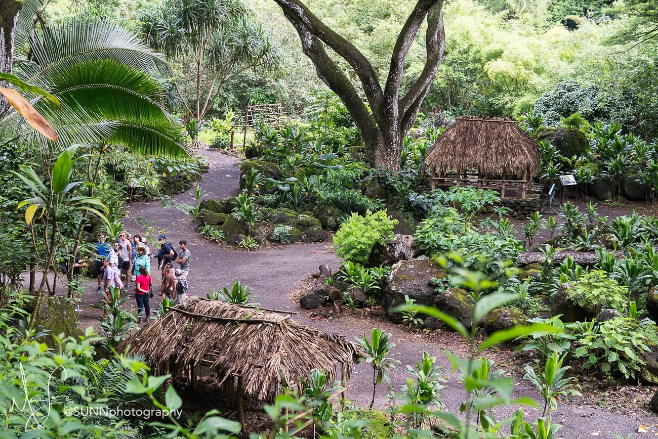 Guided Cultural Shuttle Tour at Waimea Valley