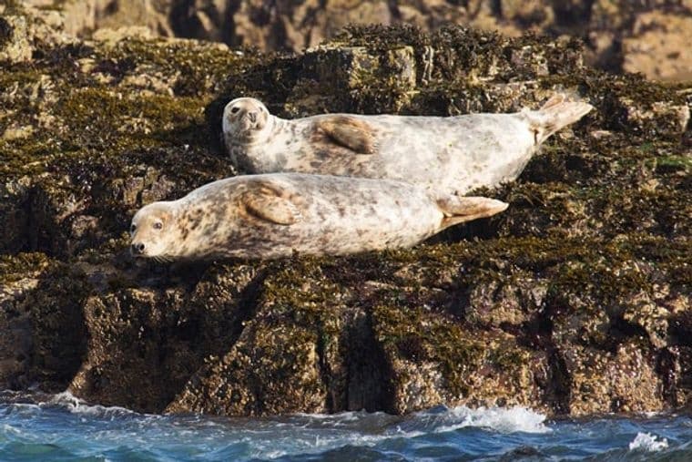 Wildlife & Marine Tours: Supper with the Seals by Tadorna Tours