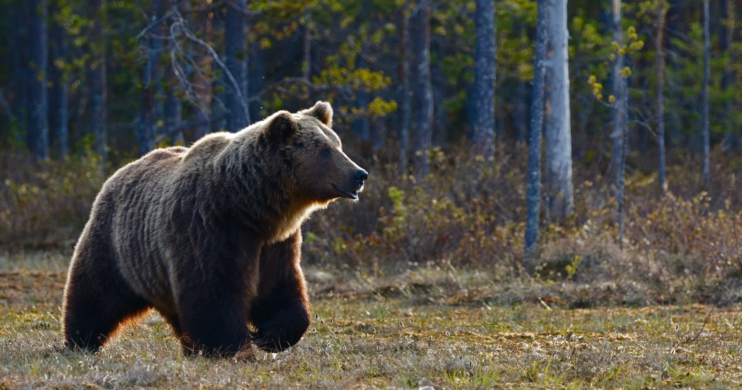 Wildlife & Highlights Tour with Radventures in Banff