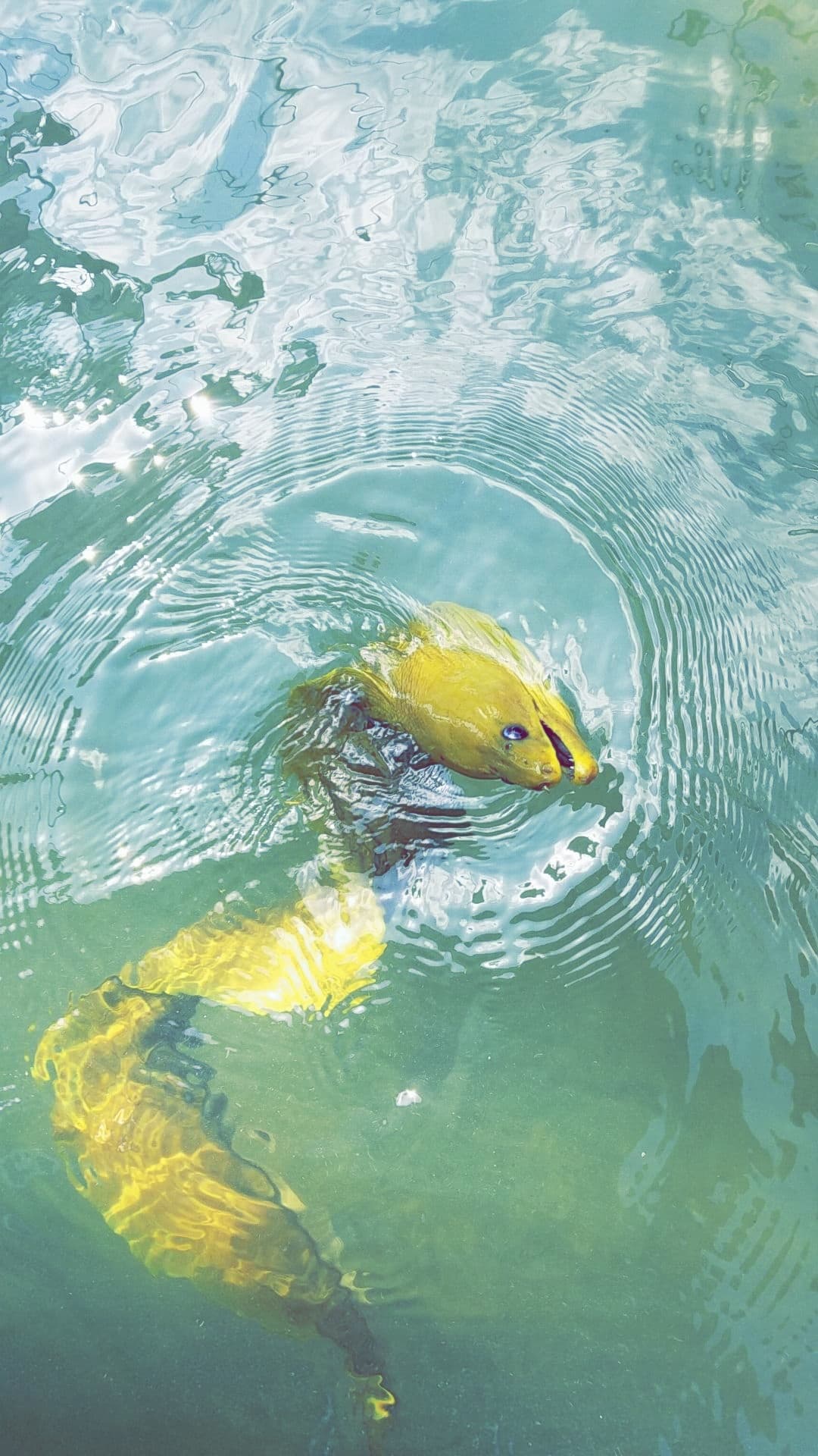 Getting Trashed with Blu Dog Charters in Islamorada