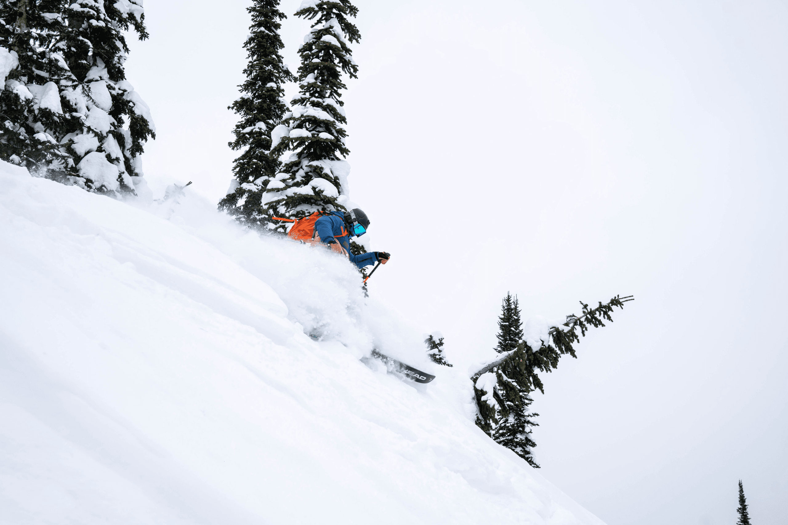 Skier descending steep powder slope amid evergreen trees