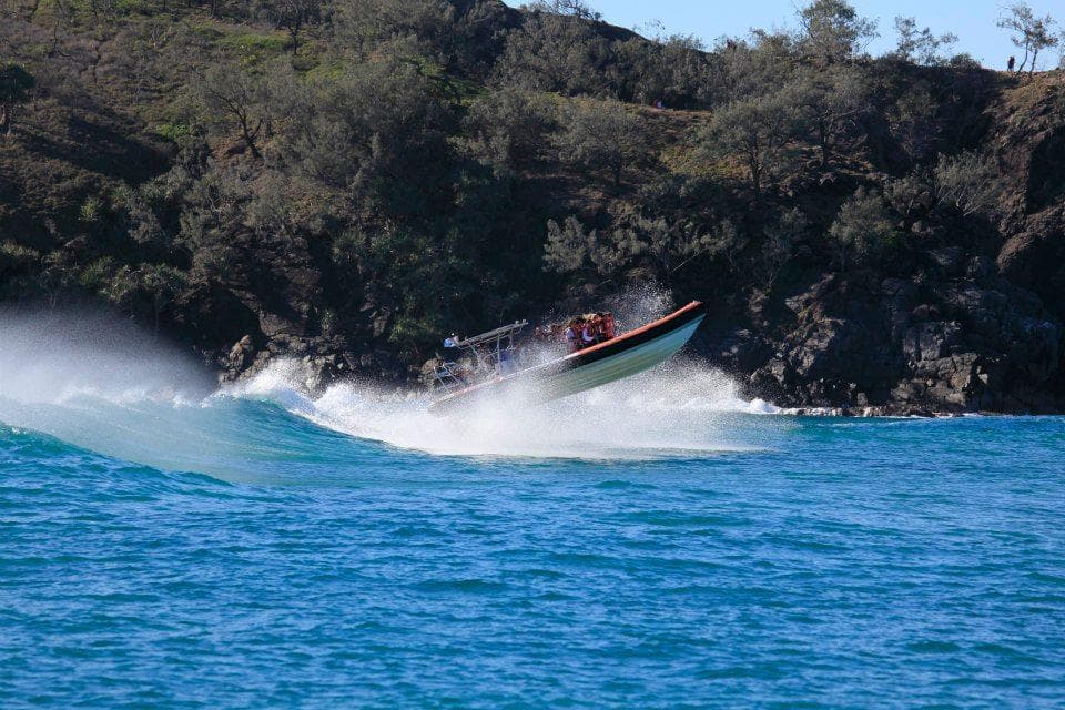 Thrill and Wildlife: Noosa Ocean Tour & Dolphin Safari Adventure
