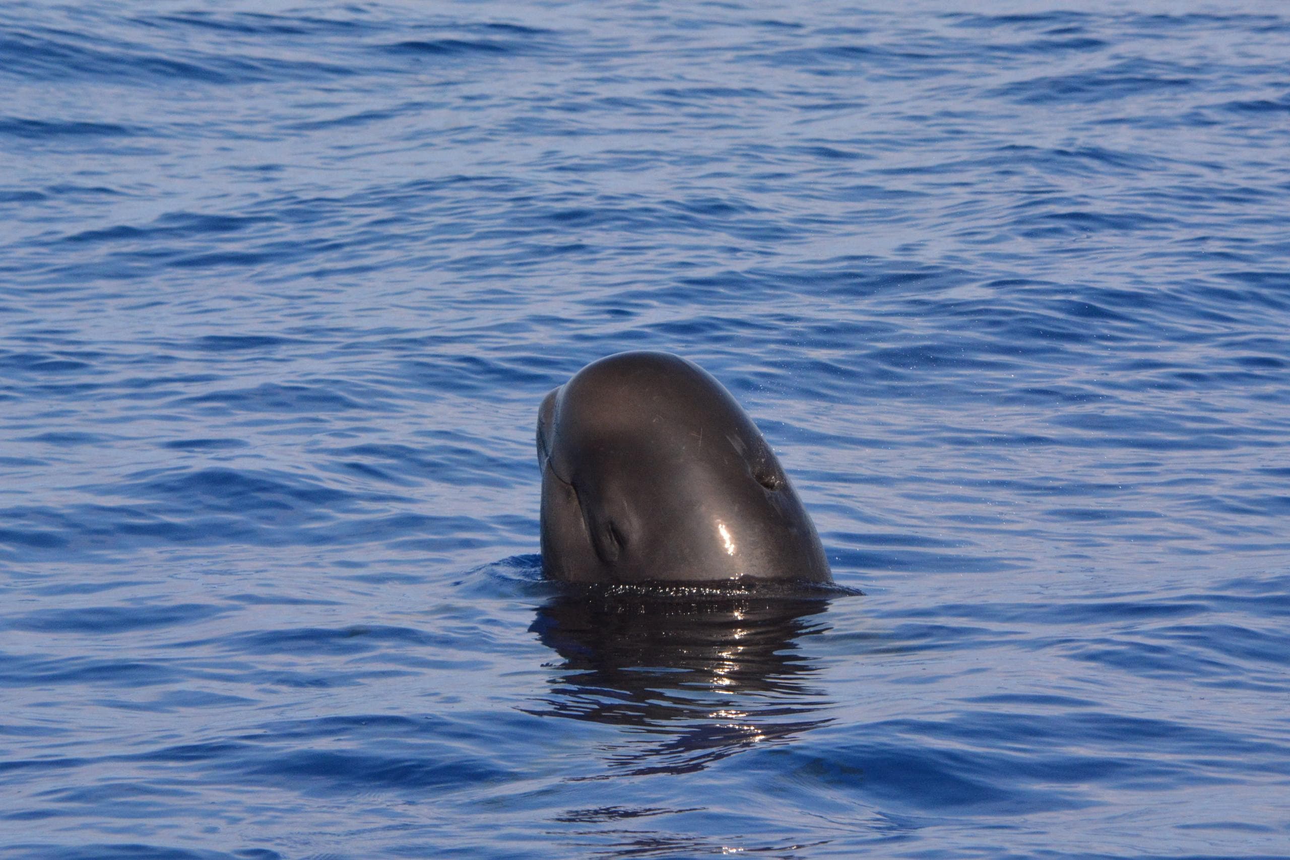 Wildlife Encounter on a Zodiac Excursion with Captain Zodiac in Kailua-Kona