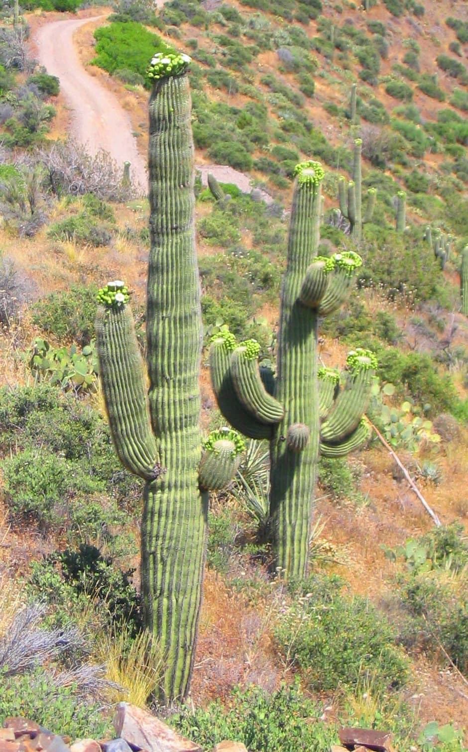 Off-Road Jeep Adventure with Rackensack Canyon Tours