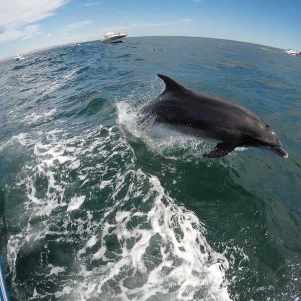 Dolphin leaping beside tour boat in open ocean near shore