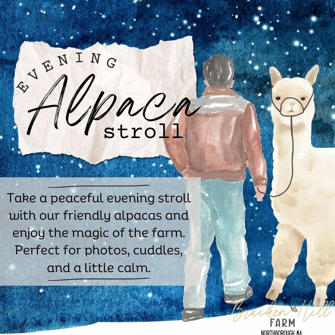 Evening Alpaca Stroll in Northborough: A Unique Woodland Walk with Friendly Alpacas
