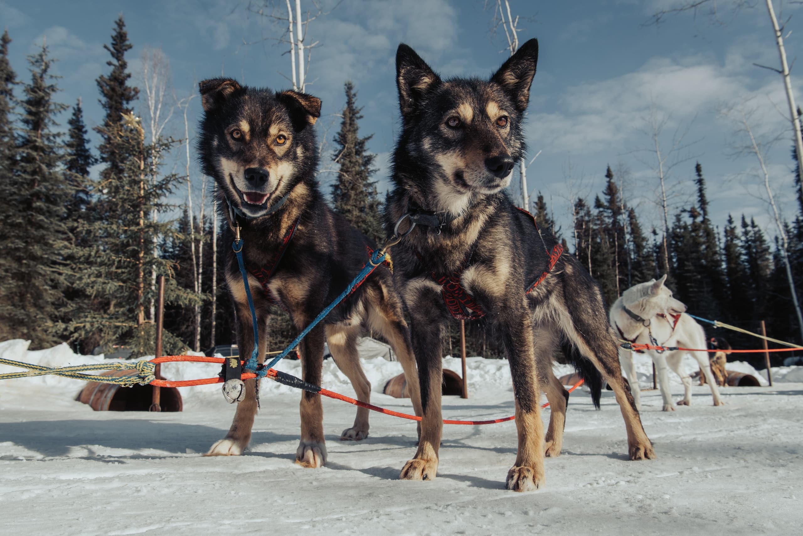 Experience the Thrill of Dog Mushing on Alaska’s Historic Yukon Quest Trail