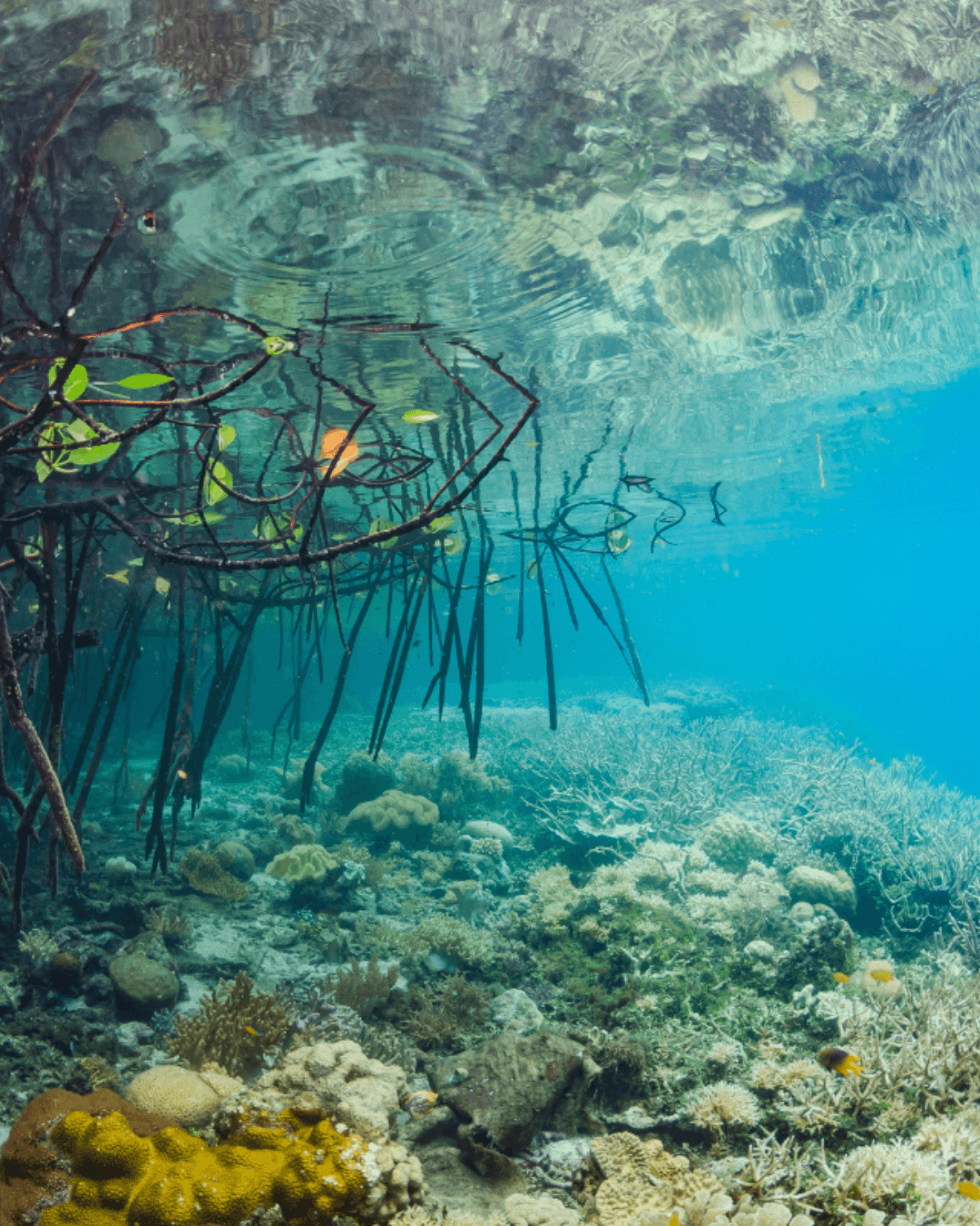 Mangrove Lagoon SUP & Snorkel Tour in St. Thomas