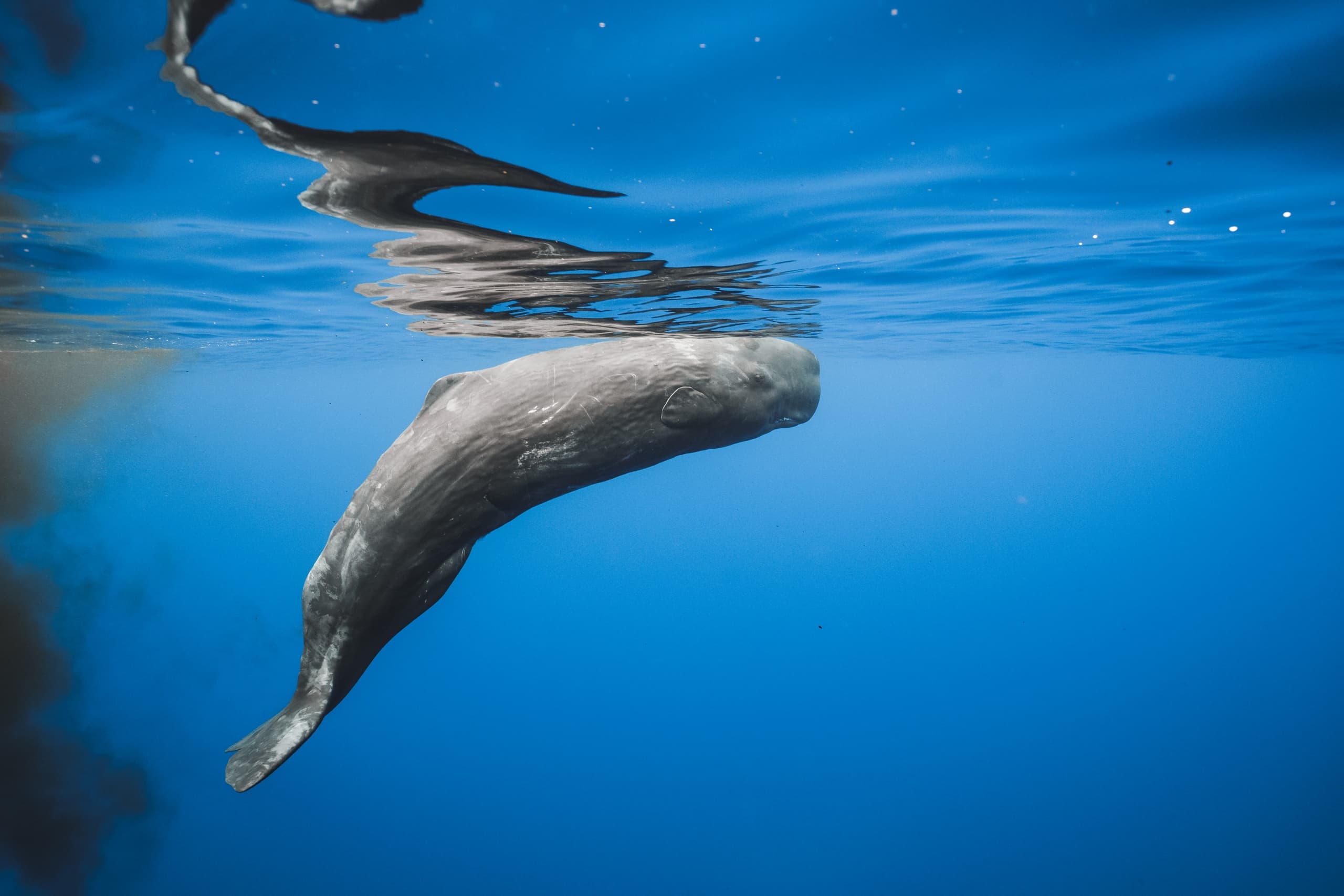 Whale & Dolphin Watching with Futurismo Azores Adventures in Ponta Delgada