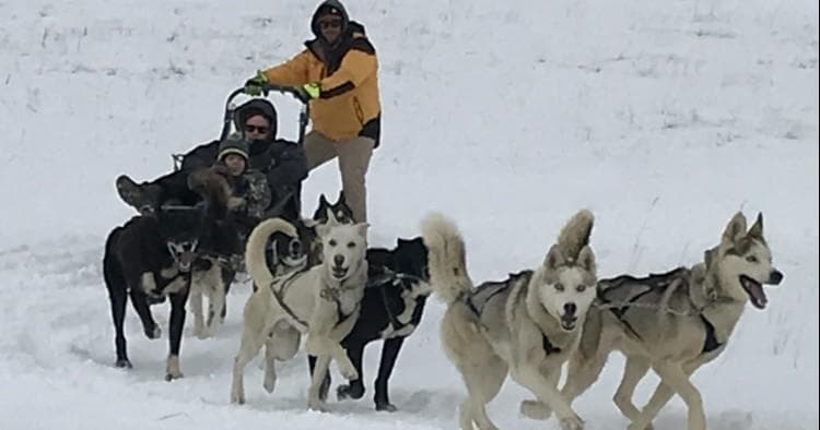 Team of sled dogs pulling musher across snowy trail outdoors
