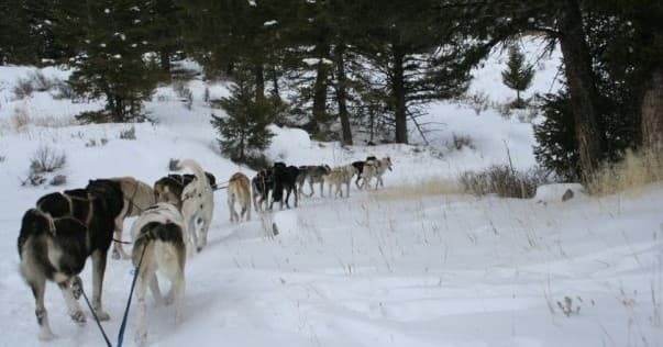 Dog sled team pulling through snowy pine forest in Yellowstone