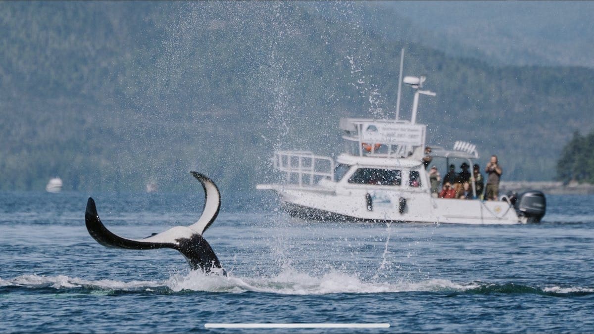 Join the Kayak Waitlist for Ketchikan, Alaska Adventures