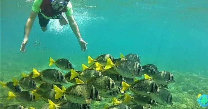Snorkeler swimming with tropical reef fish in clear Huatulco sea