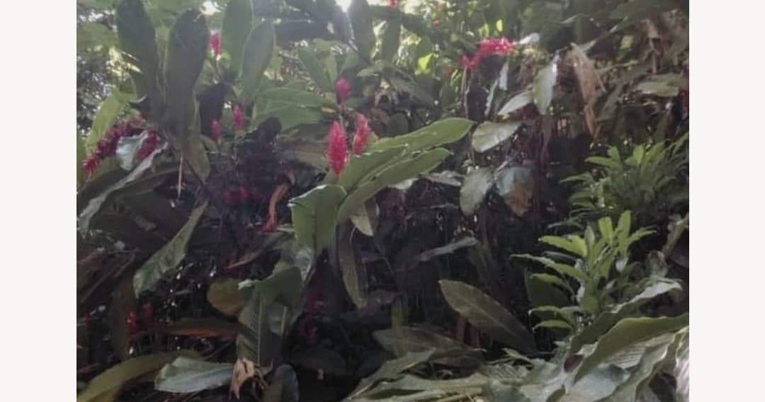 Rainforest Tour in Fajardo with JM Adventure Tours