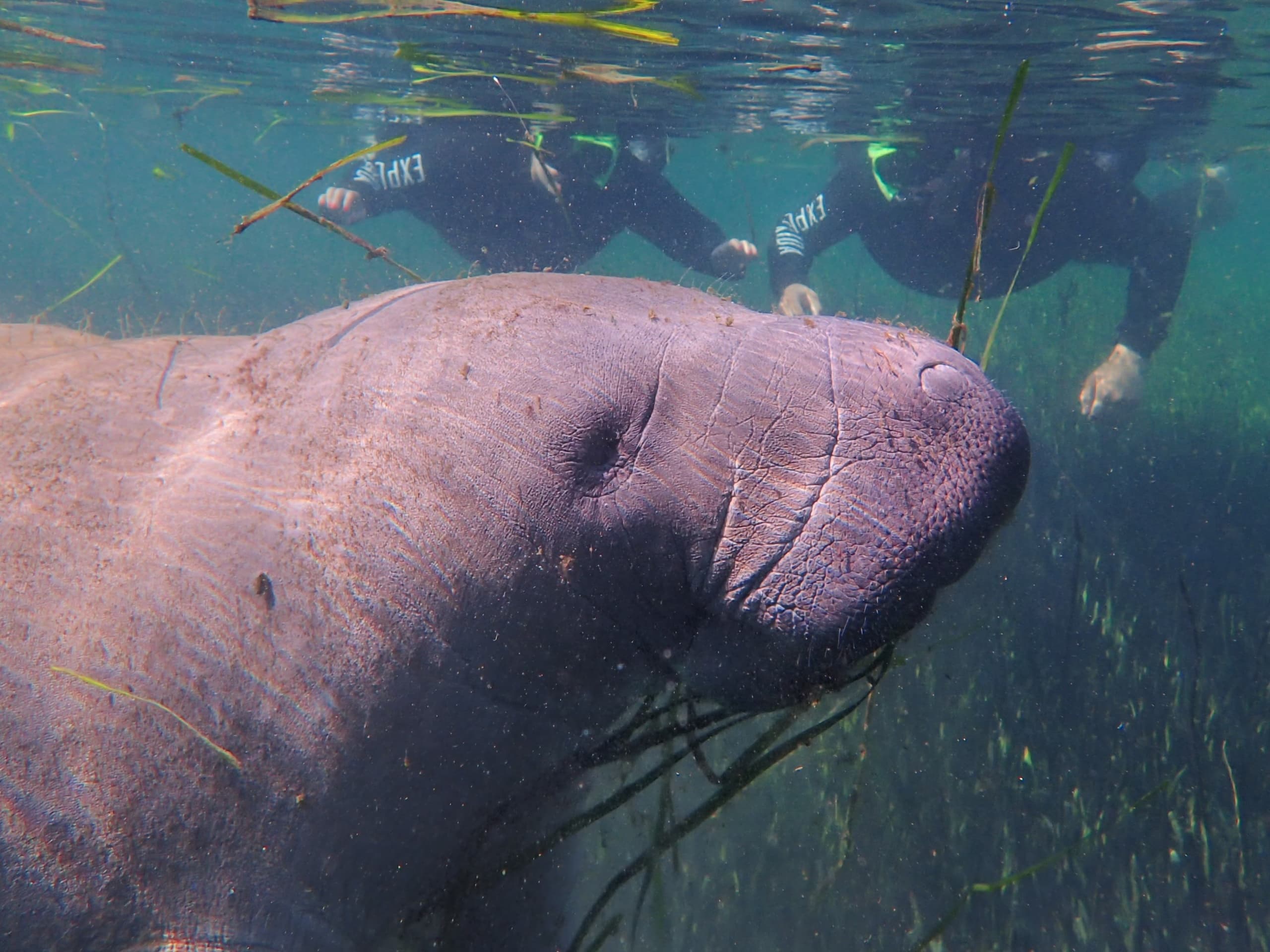 Explore Manatee Swim Tours in Crystal River, Florida