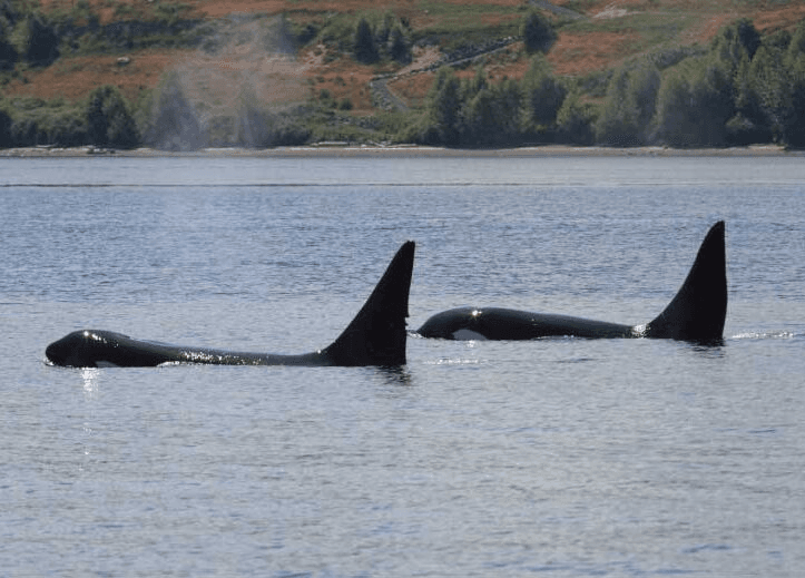Whale Watching Tour in Ganges, British Columbia