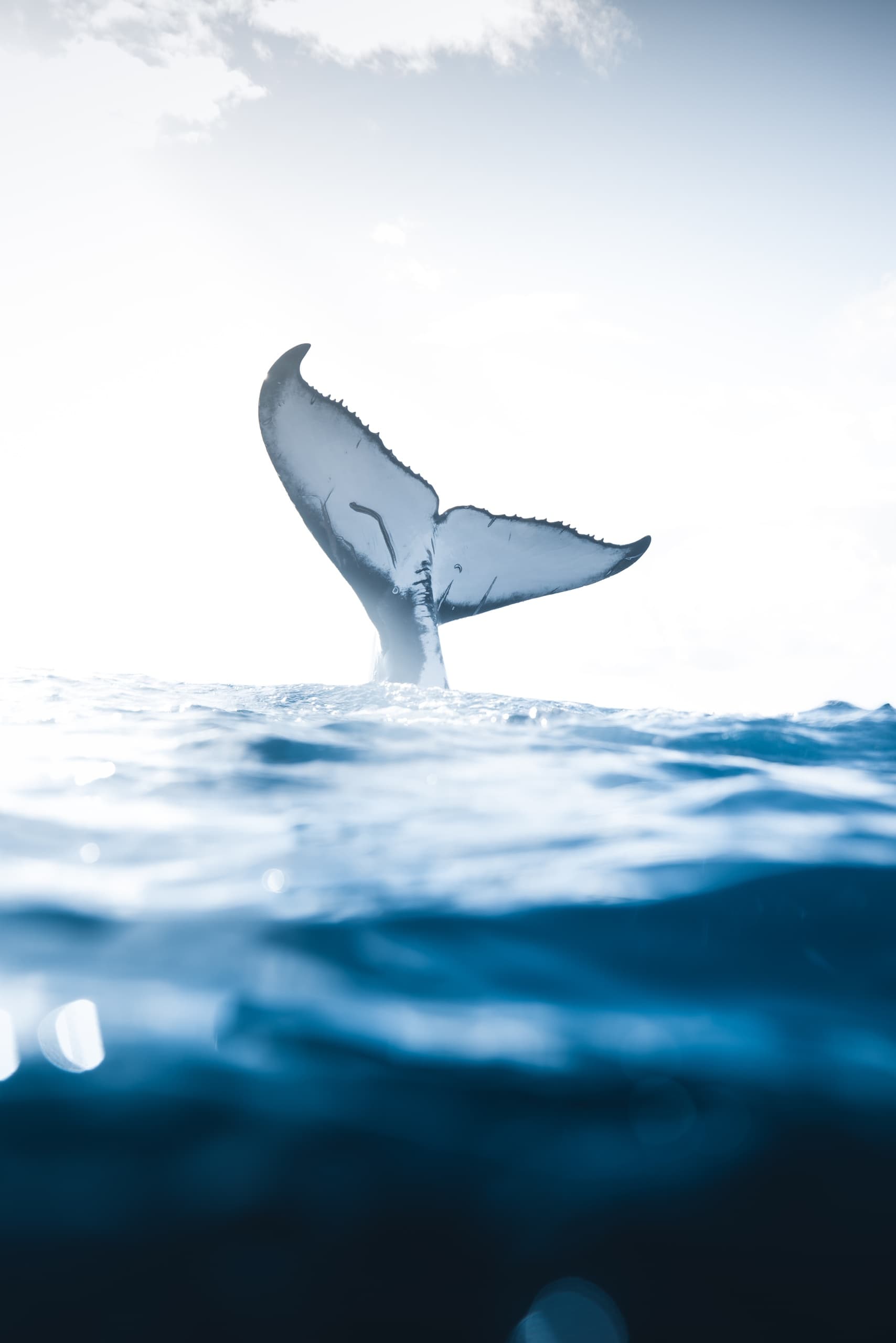 Whale Watch in Honolulu, Hawaii