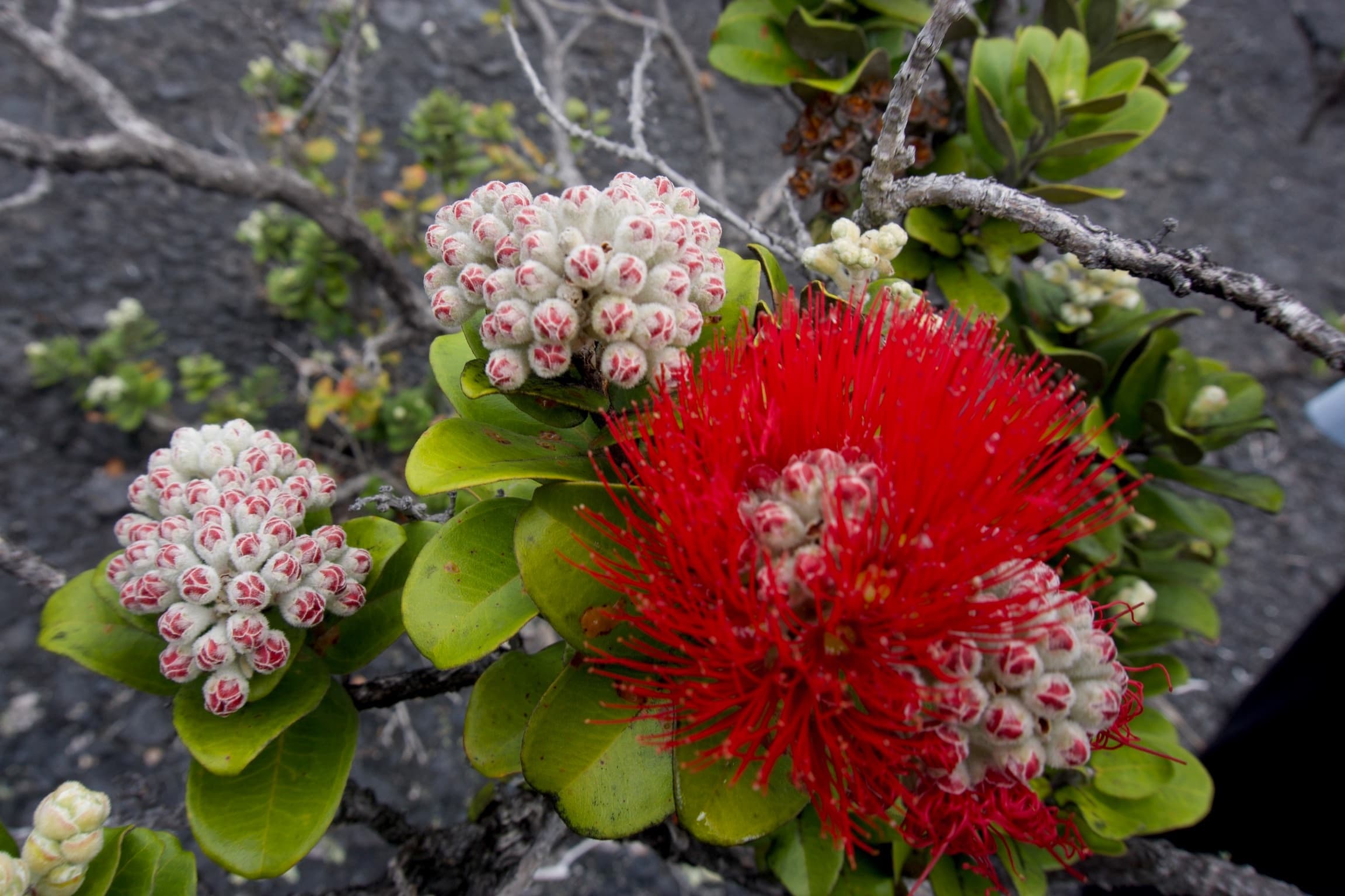 Ohia lehua flower blooming on volcanic cliff with red bloom
