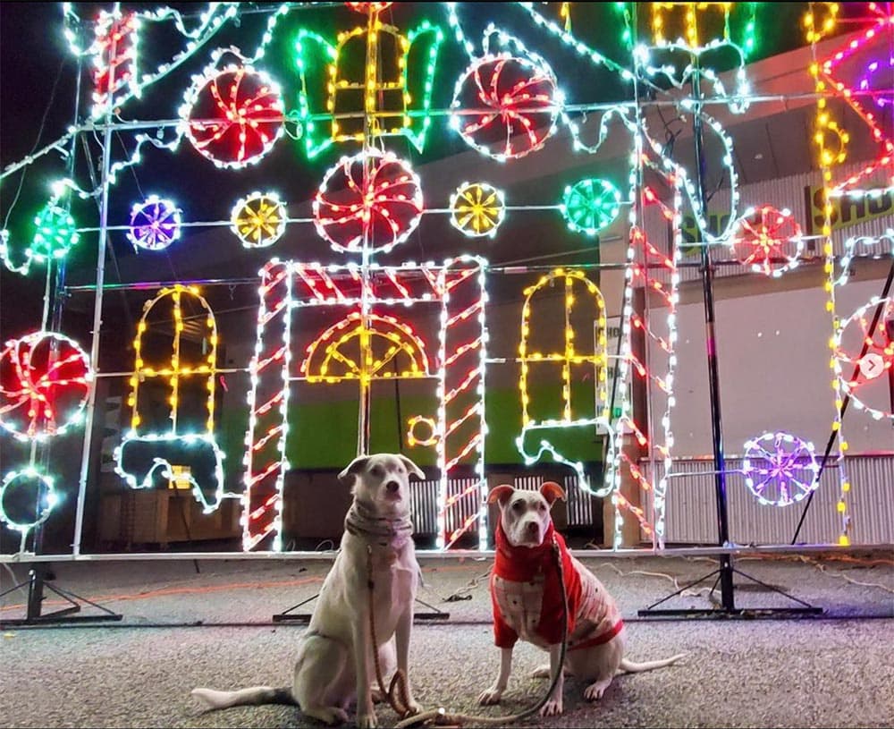 Tail Lights Walk Through with Dogs: A Festive Outdoor Experience in Columbia, Maryland photo 3