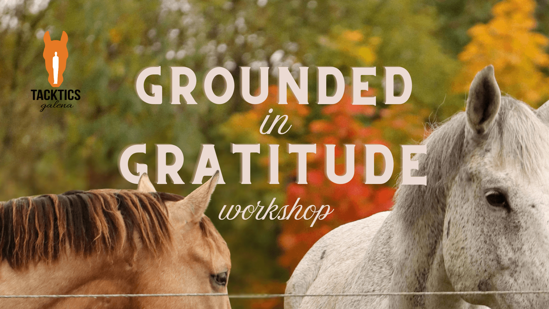 Grounded in Gratitude: An Equine-Assisted Fall Workshop in Galena, Illinois