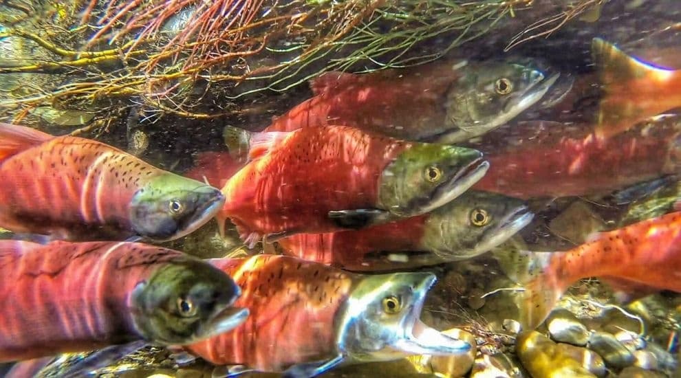 E-Bike Salmon Adventure with Lakeside Eco-Sports in Kelowna
