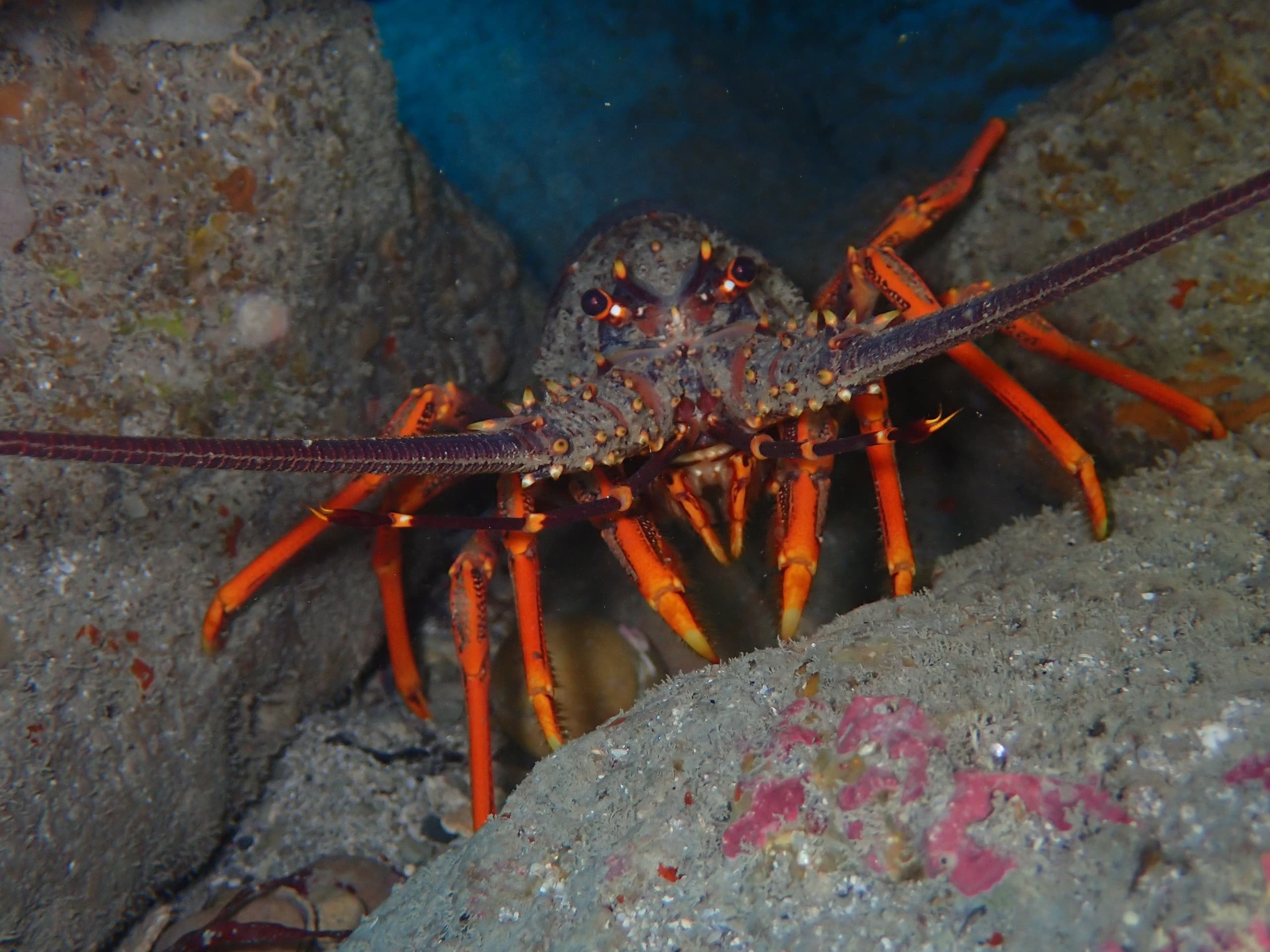 Dive Into Kaikoura’s Underwater Wilderness: Single Boat Dive Experience
