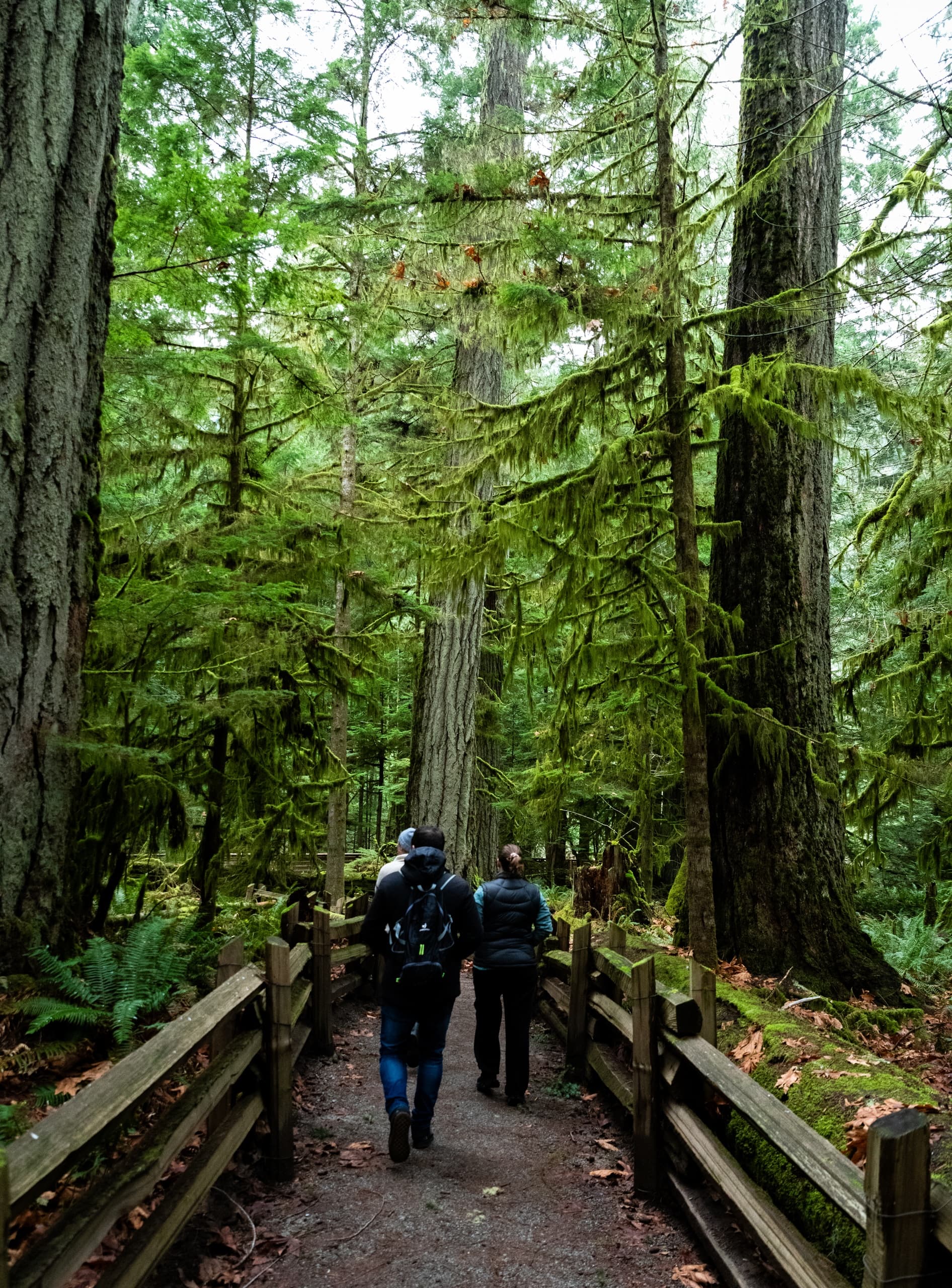 Private Guided Rainforest Hike in Victoria | Guided Tour in Victoria | 