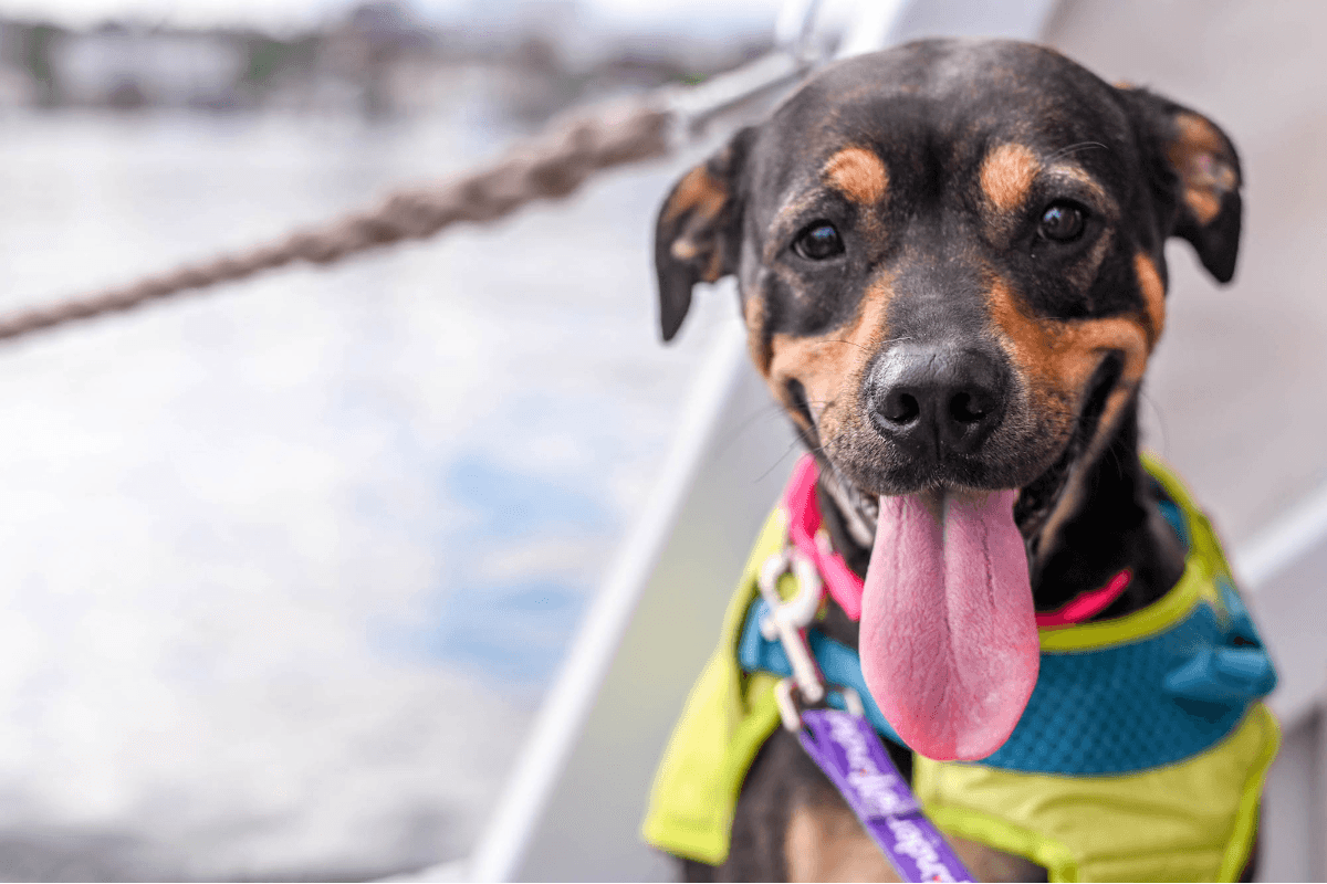 Happy dog on sailboat deck wearing life jacket, coastal Maine trip