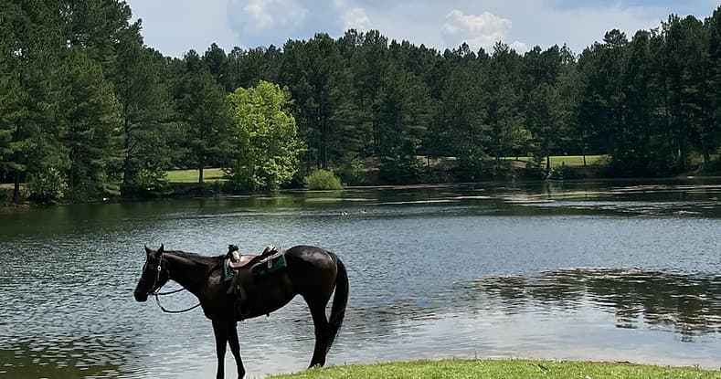 Saddled horse by a lakeside pasture amid pine trees, scenic ride