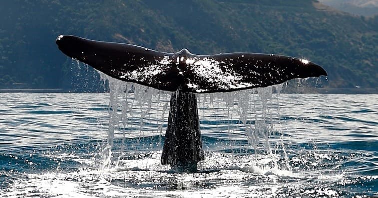 Kaikoura Coastal Journeys with Koru Scenic Tours
