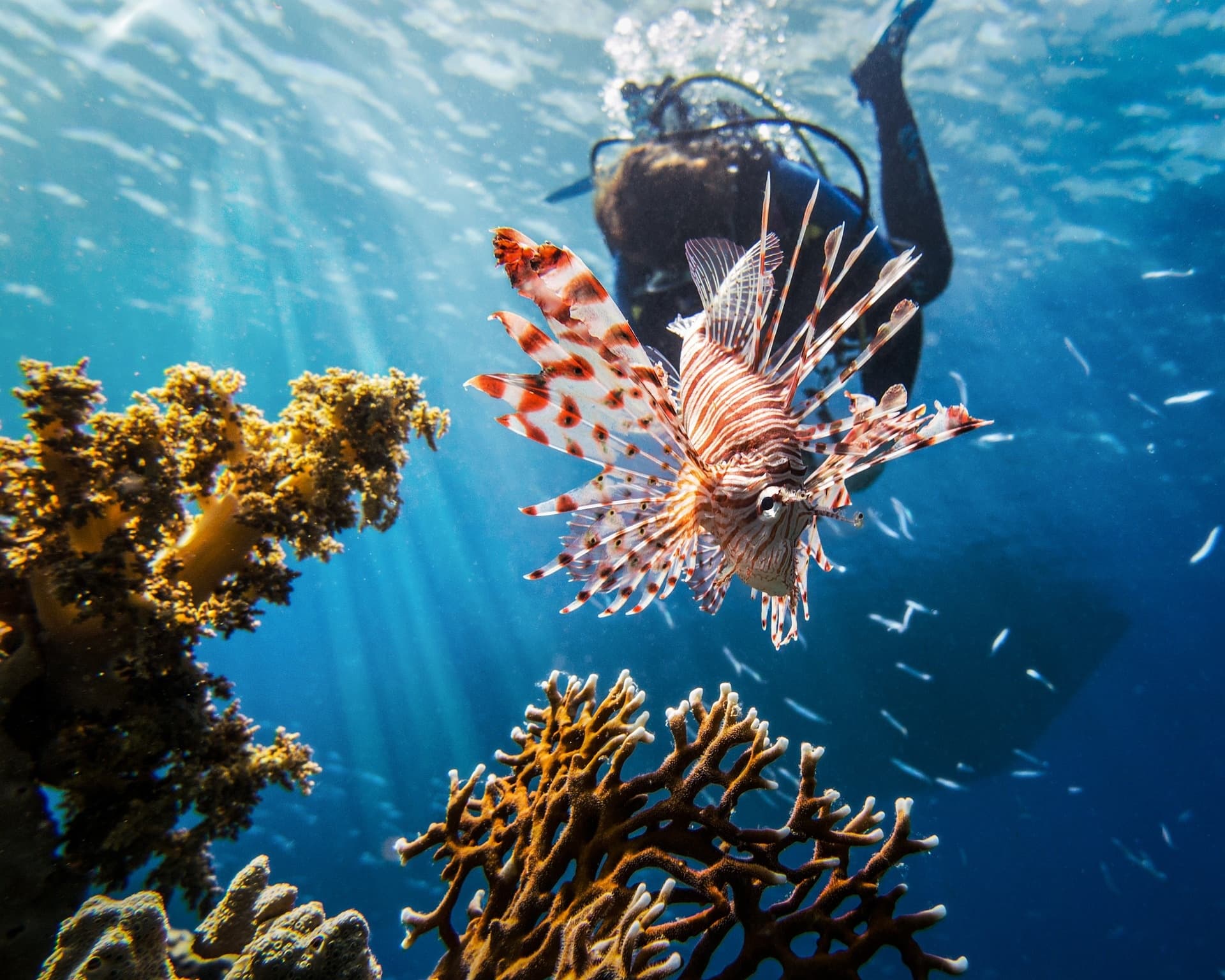 Utila Lionfish Hunting Trip: 7-Night Dive & Conservation Expedition (April 10–17, 2027)