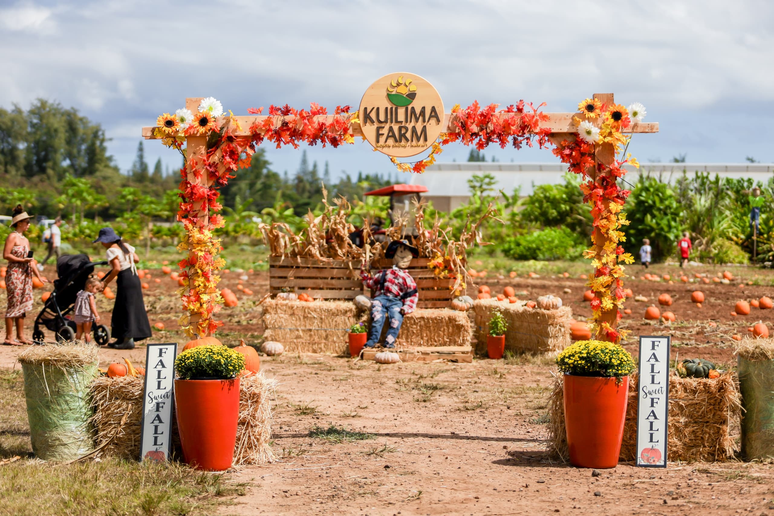 Families enjoying Kuilima Farm pumpkin patch and fall harvest
