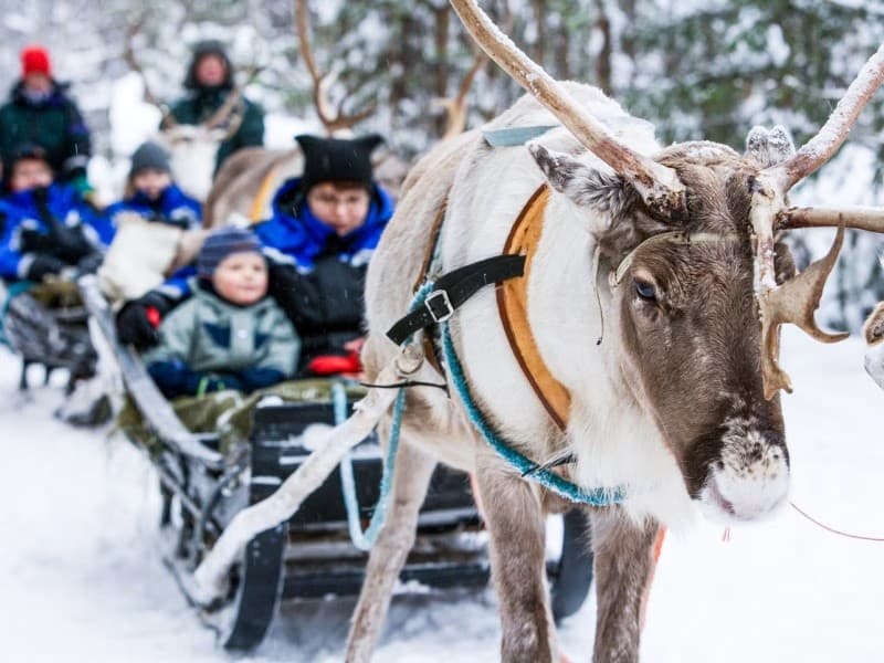 Reindeer Safari in Saariselkä: 45-Minute Sleigh Ride, Farm Visit & Reindeer Driving License