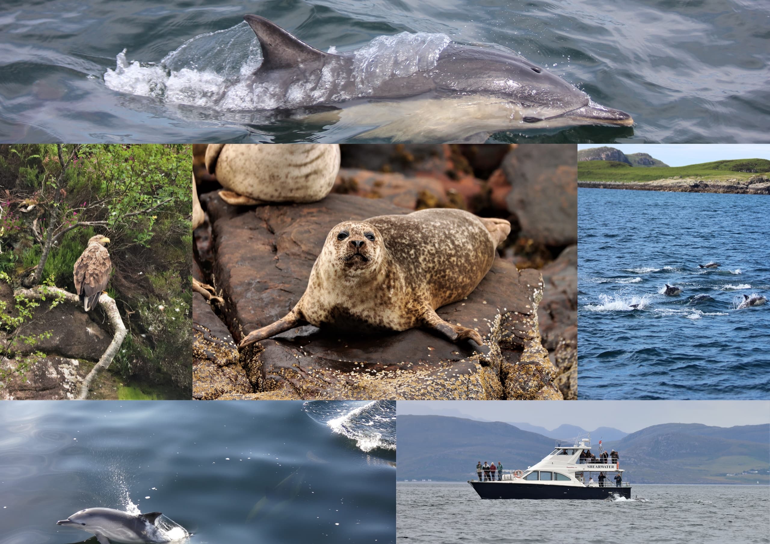 Boat wildlife tour with dolphins and seals in coastal waters
