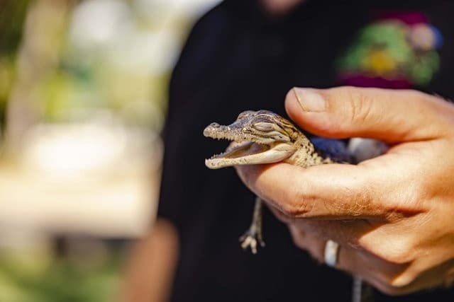 Behind-the-Scenes at Koorana: Private Saltwater Croc Encounter near Coowonga photo 1