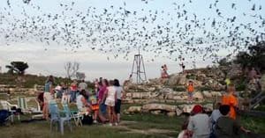 Crowd watching evening bat emergence over rocky riverside