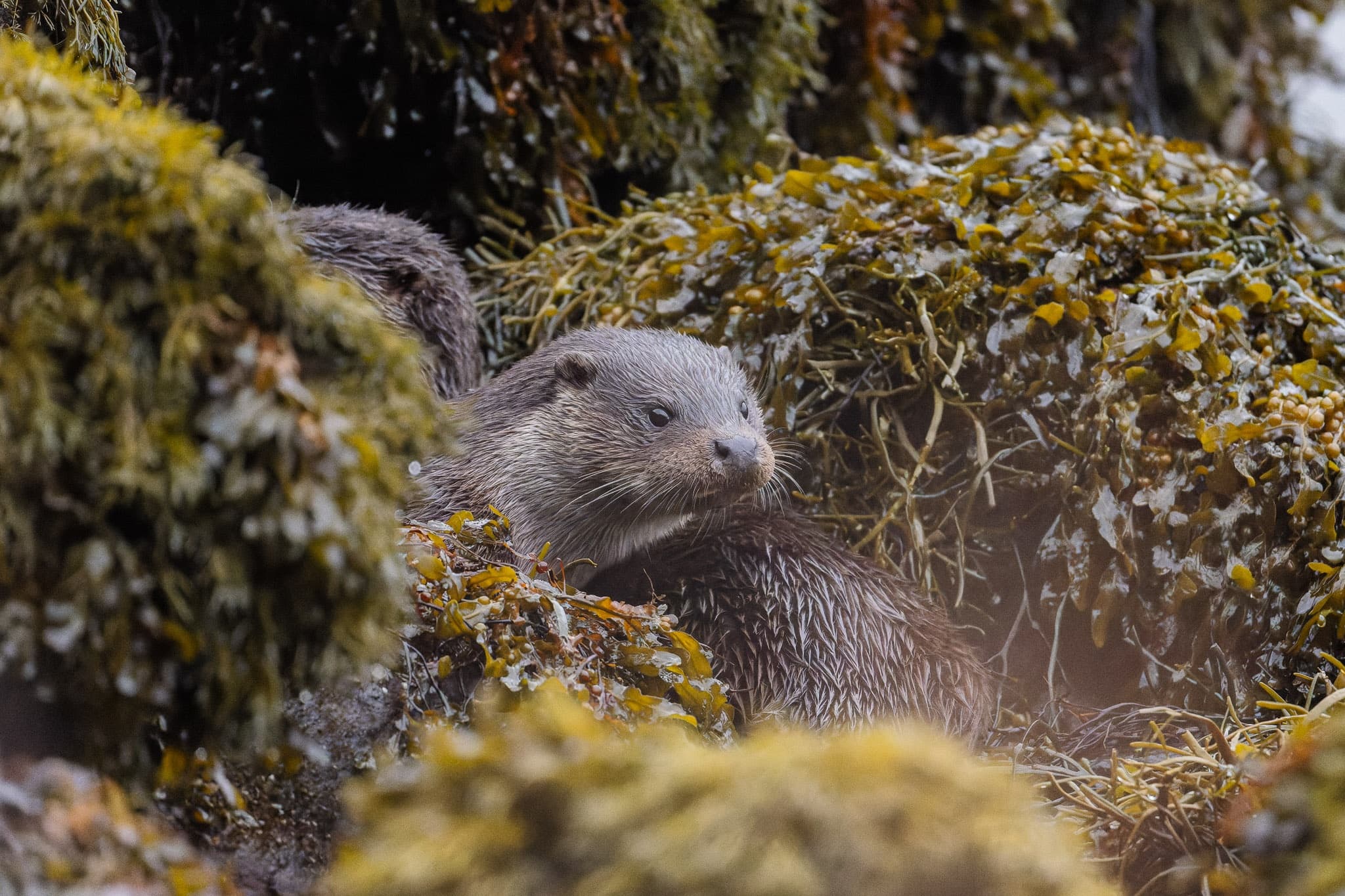Wildlife & Nature Tour at Wild West Coast
