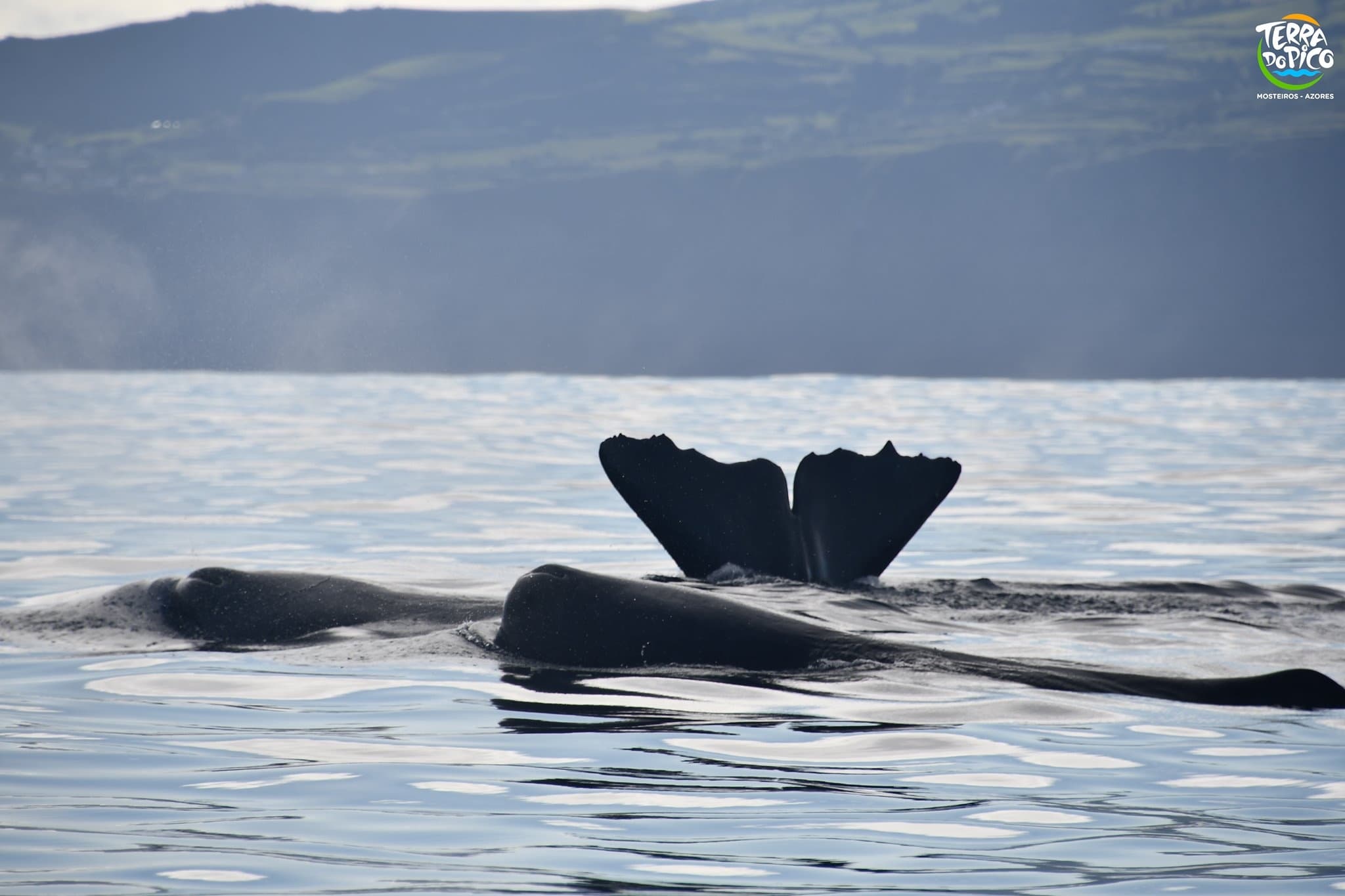 Whale Watching with Terra do Pico in Mosteiros, Azores