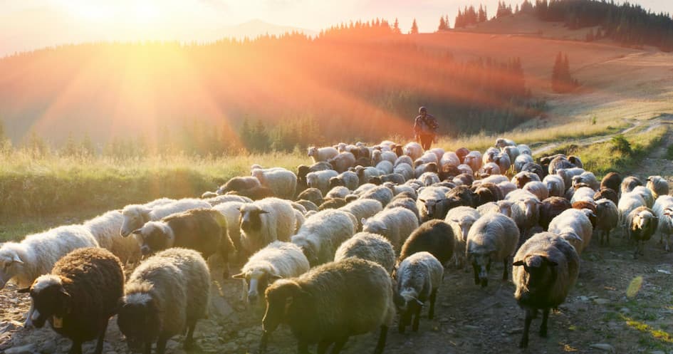 The Shepherd's Cheese Experience | Guided Tour in Mangualde | Food Tour, Farm