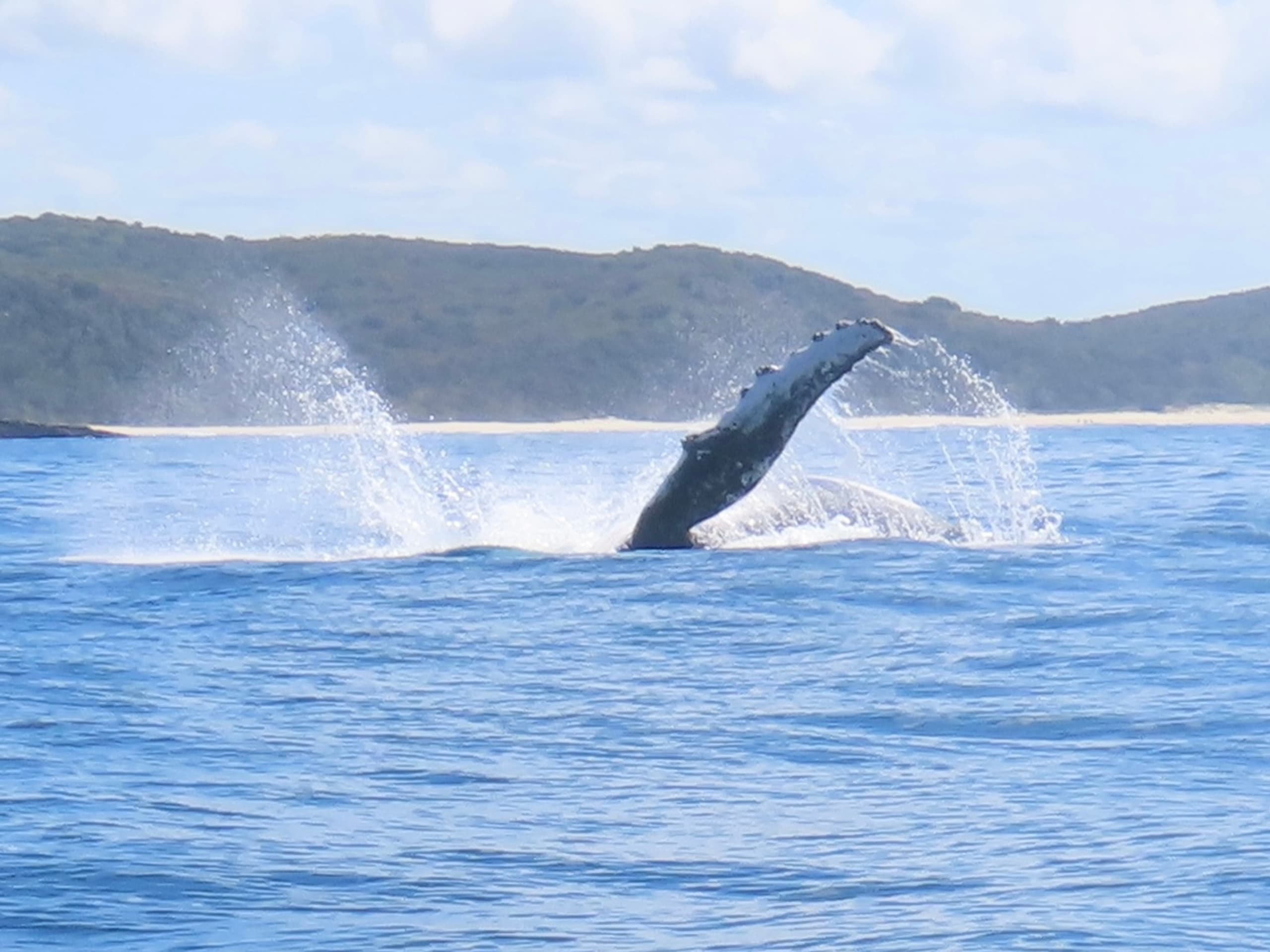 Humpback whale breaching offshore near coastal headland