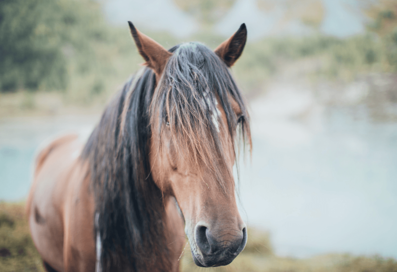 Land Adventures: Horseback Tour in Picos de Europa with El Portal de Picos
