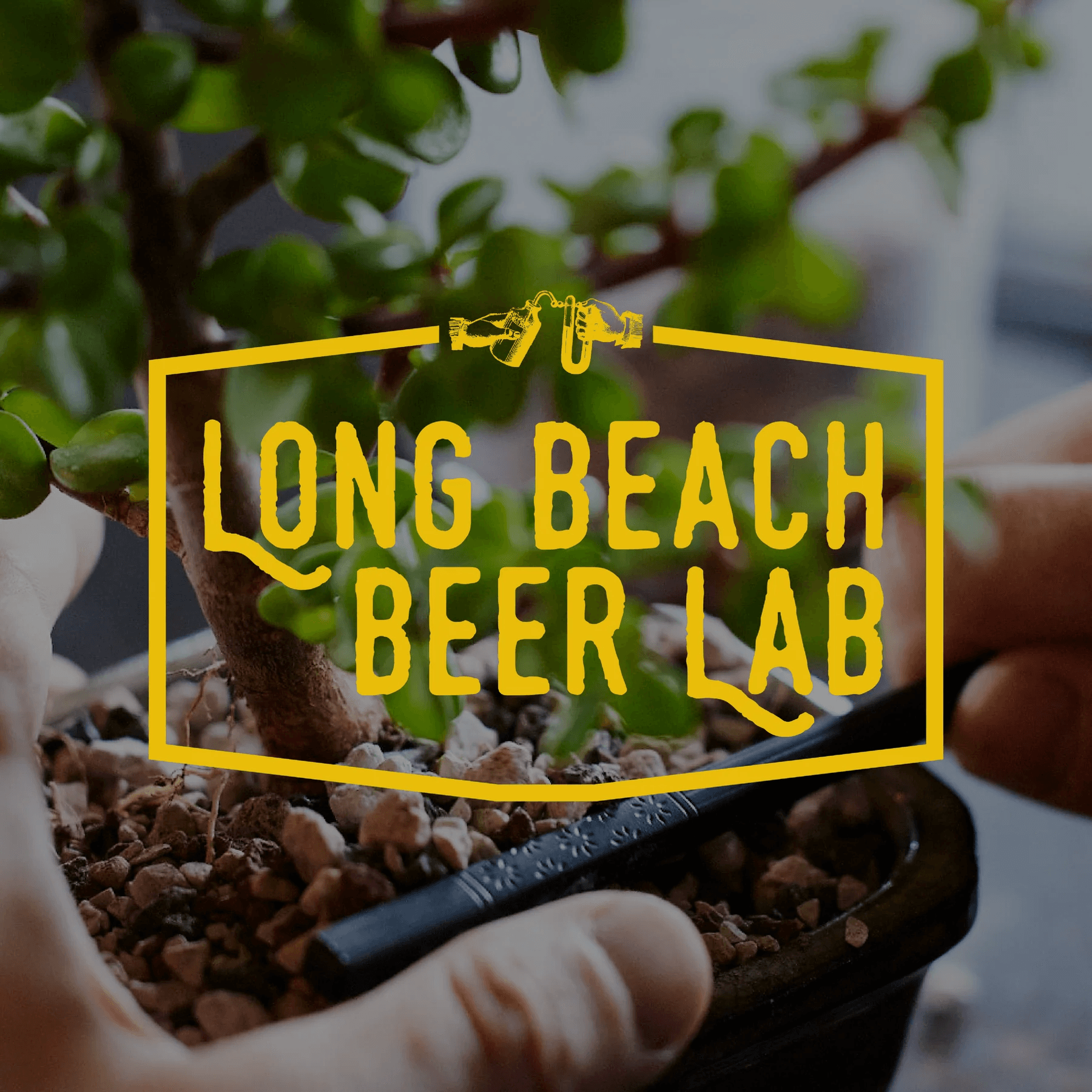 Bonsai Bar at Long Beach Beer Lab: Craft Beer Meets Tiny Trees on Willow Street