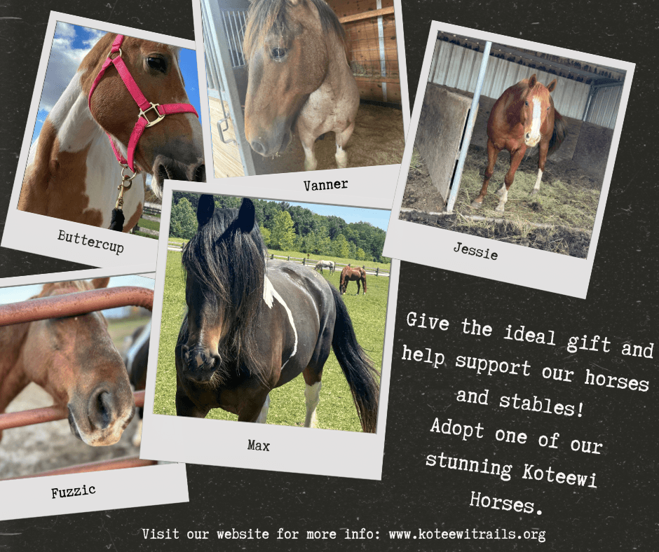Equestrian & Animal Experiences at BRF Stables in Rural Area